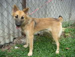 Destiny - German Shepherd Dog Mix Dog