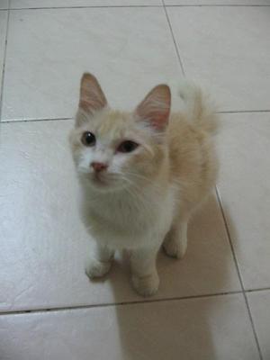 Malee - Domestic Medium Hair Cat