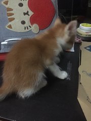 Truffle - Domestic Short Hair Cat
