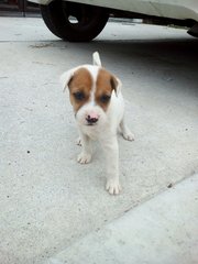 Puppies - Mixed Breed Dog