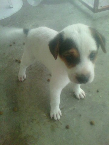 Spotted White Puppy  - Mixed Breed Dog