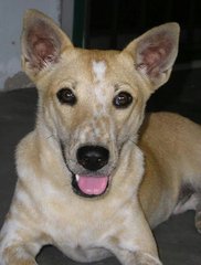 Ebby - Mixed Breed Dog