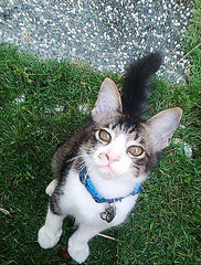 Mitta - Domestic Medium Hair + Domestic Short Hair Cat