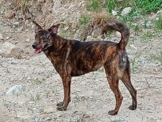 Teeger - Mixed Breed Dog