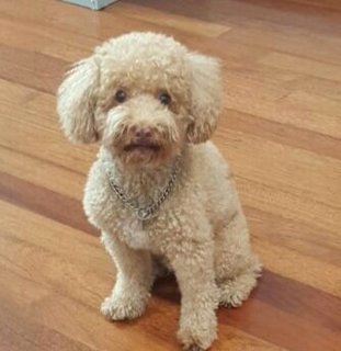 Chester - Poodle Dog