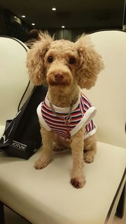 Chester - Poodle Dog