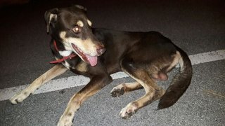 Lost Looking 4 His Family - Mixed Breed Dog