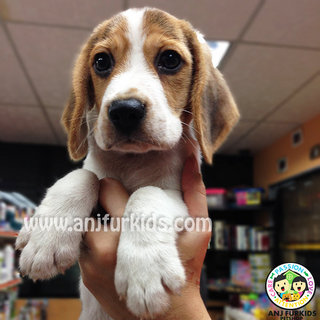 Quality Beagle Puppy - Beagle Dog