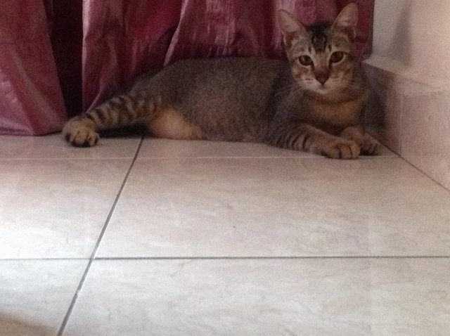 Three Cats Need New Loving Home - Tabby + Javanese Cat