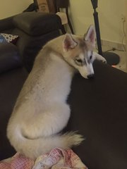 Niki - Husky Dog