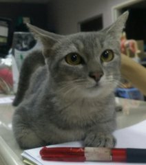 Mangkuk  - Siamese + Domestic Short Hair Cat