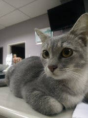 Mangkuk  - Siamese + Domestic Short Hair Cat