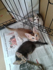 We are good kitties. Please give us a home