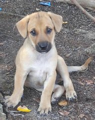 Male Puppy, 6 Weeks - Mixed Breed Dog