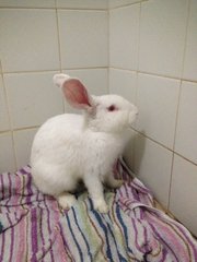 Bunny Boo - Mini Rex Rabbit