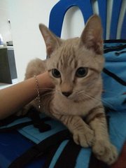 Dim Sum - Siamese + Domestic Short Hair Cat