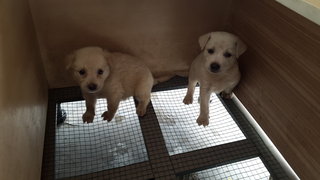 White White - Mixed Breed Dog