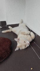 Neyo - British Shorthair + Persian Cat