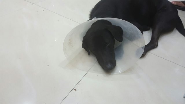 Black Dog Found In Saujana Puchong - Labrador Retriever Mix Dog