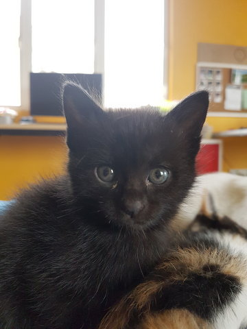 Black Kittens - Domestic Medium Hair Cat