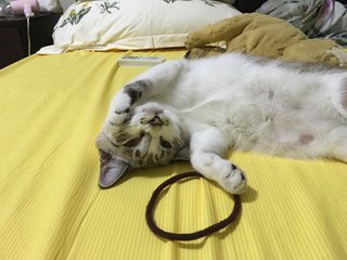 Caram - Domestic Medium Hair + Siamese Cat