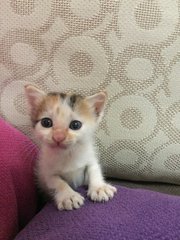 Satoo  - Domestic Short Hair Cat