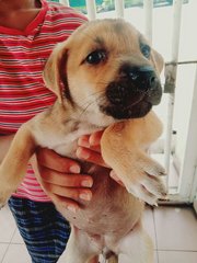9 Puppies For Adoption - Mixed Breed Dog