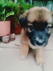 9 Puppies For Adoption - Mixed Breed Dog