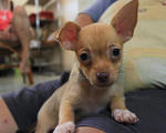 Girl Girl Chihuahua Puppy - Chihuahua Dog