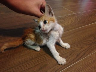Kiss - Domestic Short Hair Cat