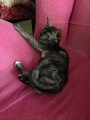 Phoebe - Domestic Short Hair Cat