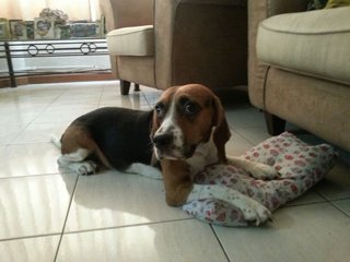 Shiloh - Beagle Dog
