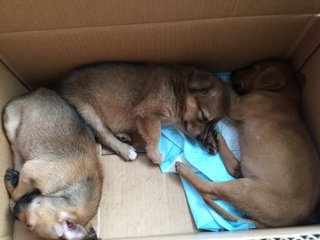 puppies in the box