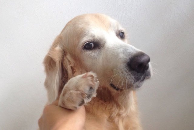 Truffle - Golden Retriever Dog
