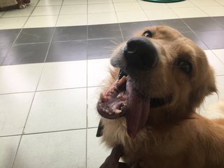 Chiki - Golden Retriever + Dachshund Dog