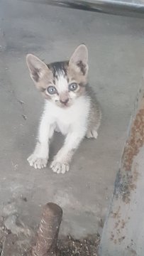 Mimi - Balinese Cat