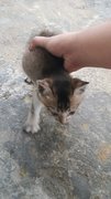Mimi - Balinese Cat