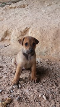 Brave - Mixed Breed Dog