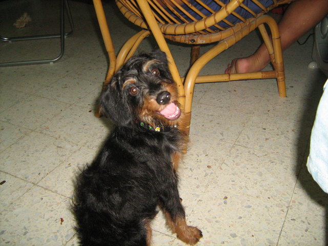 Maximilan Lemongrass(Max) - Poodle + Miniature Pinscher Dog