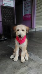 Terryboy -terriermix - Mixed Breed Dog