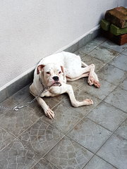 Tiger - Boxer Dog