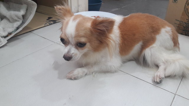Coco - Chihuahua Dog