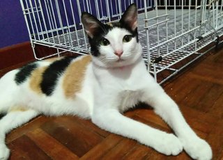Eva - Domestic Short Hair Cat