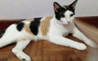 Eva - Domestic Short Hair Cat