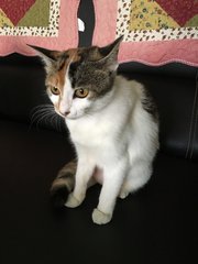 Phoebe - Domestic Short Hair Cat