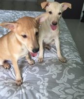 Female Puppies With Labrador Looks - Mixed Breed Dog