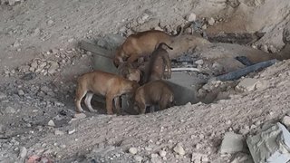 Puppies - Mixed Breed Dog