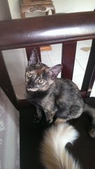 Tata - Domestic Medium Hair Cat