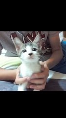 🆓 Neutered Superb Kitty - Domestic Short Hair Cat