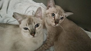 Millie &amp; Milo - Domestic Short Hair Cat